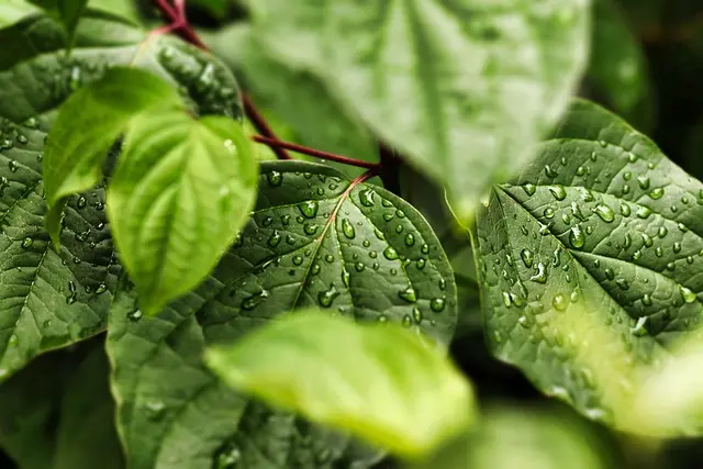 The Ultimate Guide to Eco-Friendly Personal Gadgets