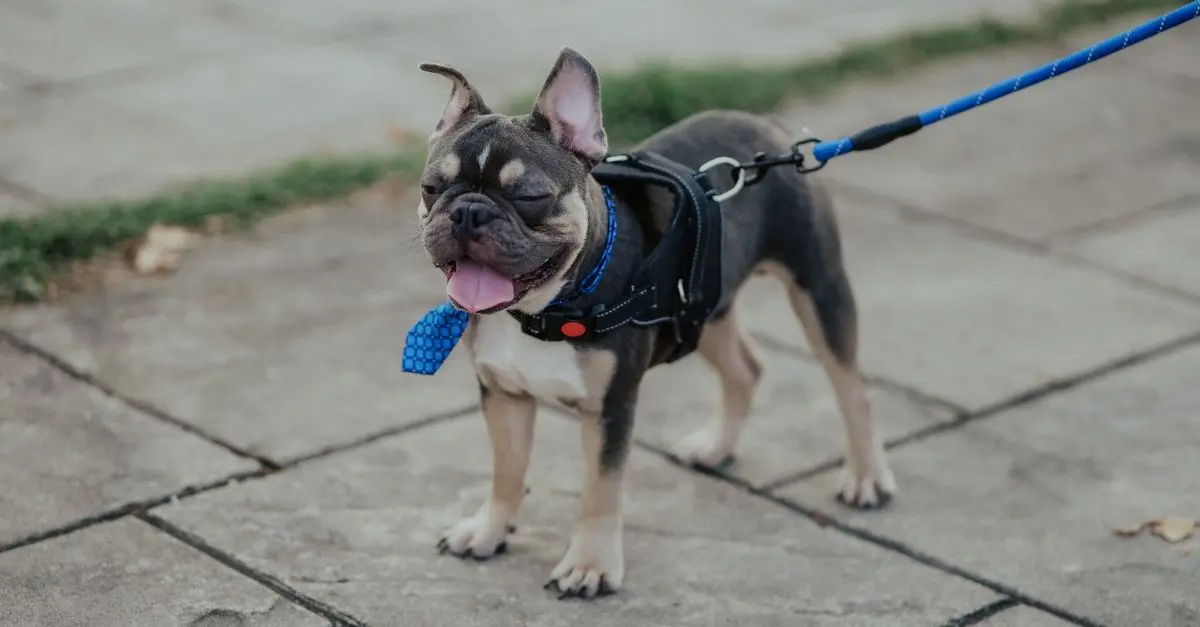 Best Pet Supplies: The Ultimate Buying Guide
